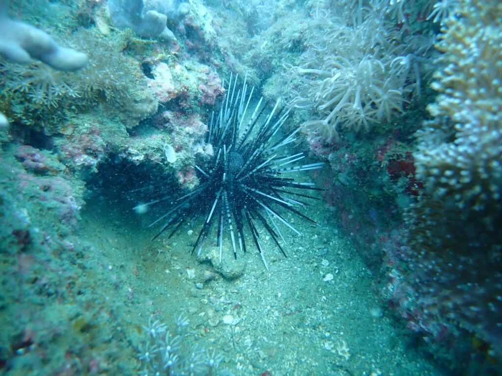 アオスジガンガゼ？ in 日南