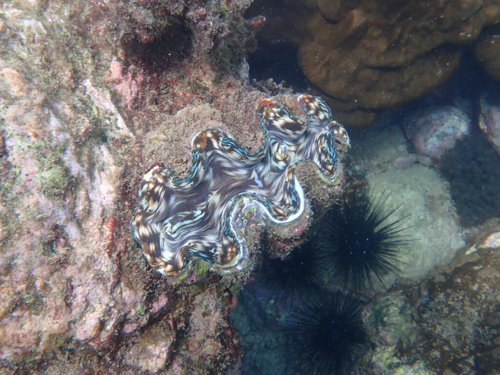 シャコ貝 in パタヤ