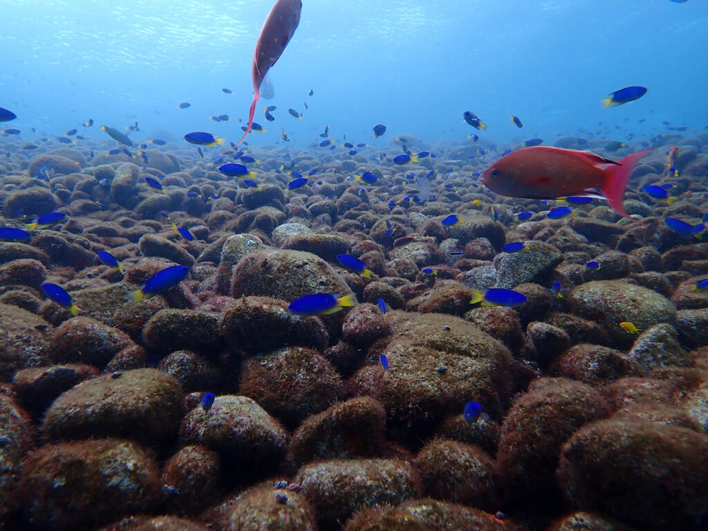 大瀬崎の浅瀬の魚