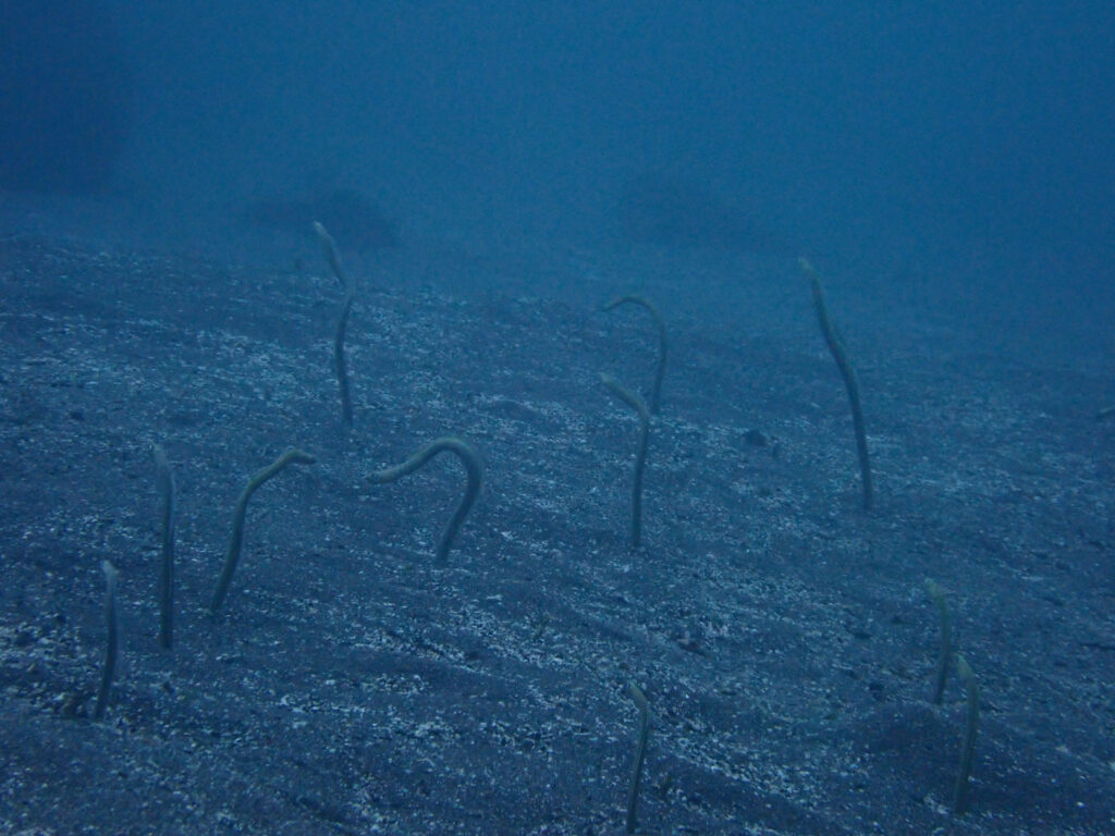 大瀬崎の砂地にいたオオウミウマ