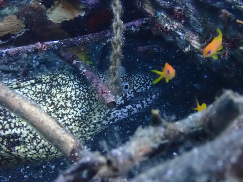 大瀬崎のウツボ