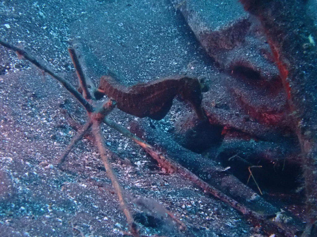 大瀬崎のでうねるアキアナゴ