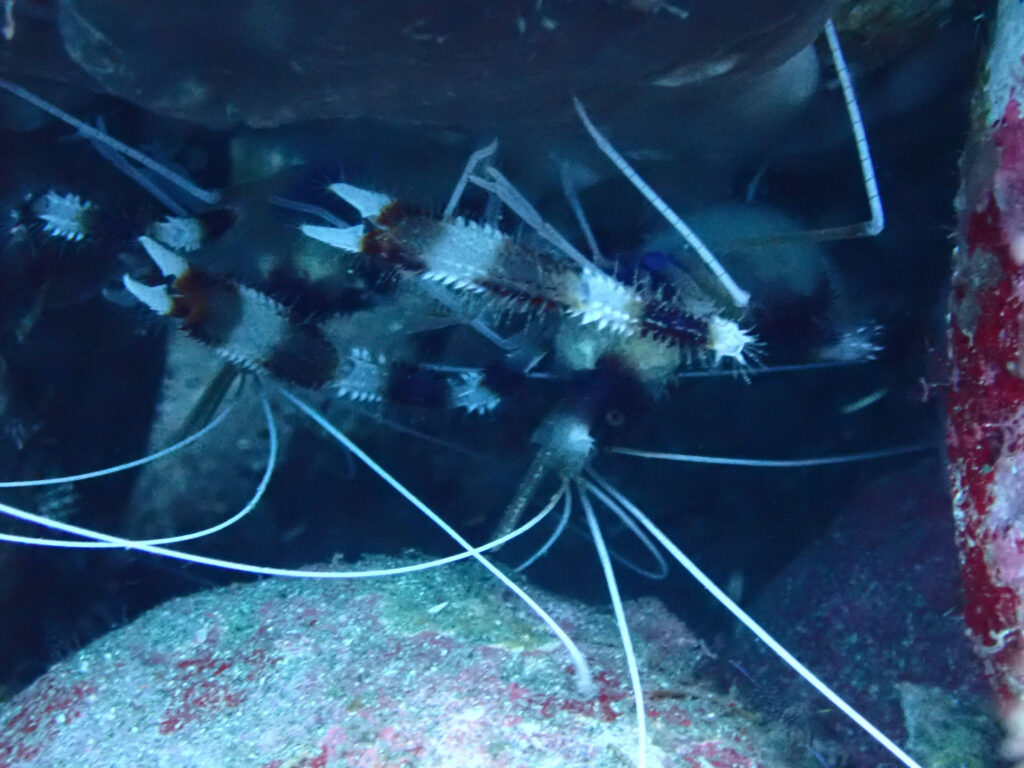 岩陰に隠れるオトヒメエビのペア