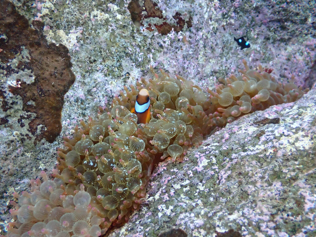 大瀬崎のクマノミ