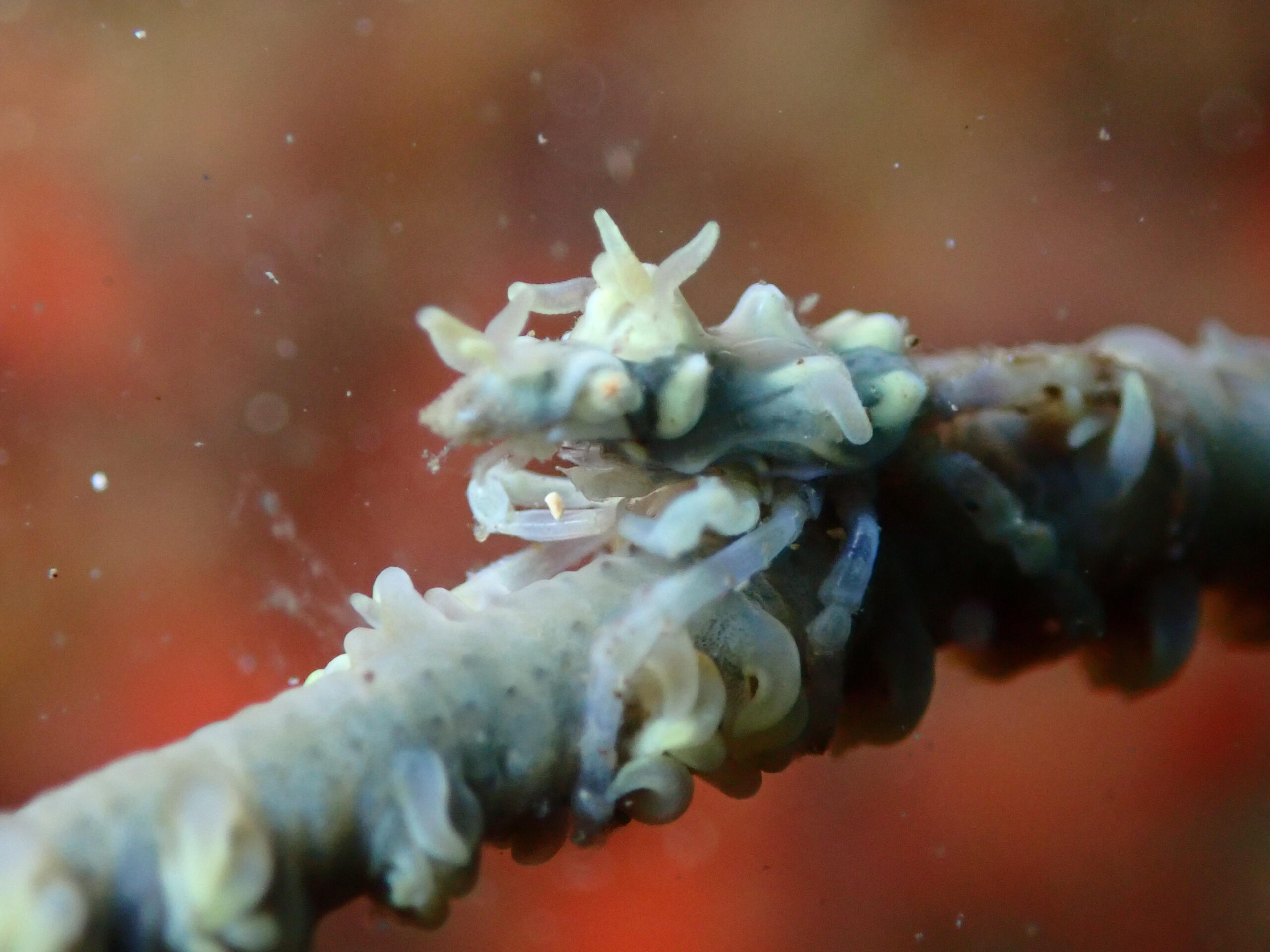 驚異の擬態、ムチカラマツエビ