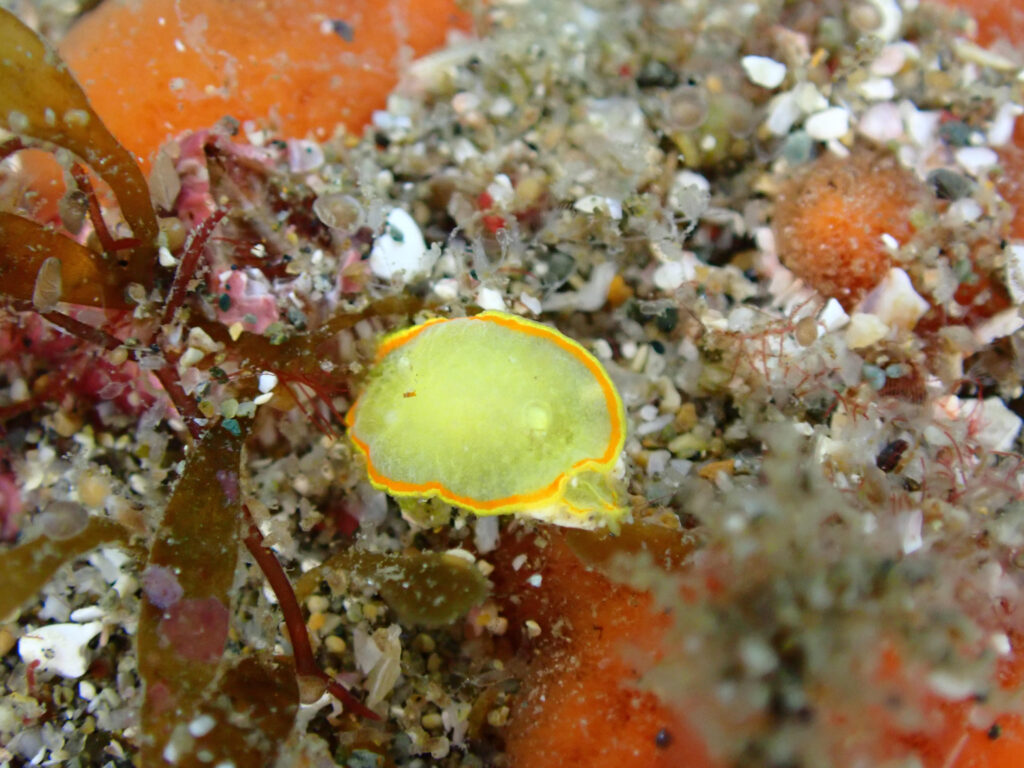 黄色い体にオレンジ色の縁取りを持つ、小型のウミウシが海藻と砂の上にいる水中写真
