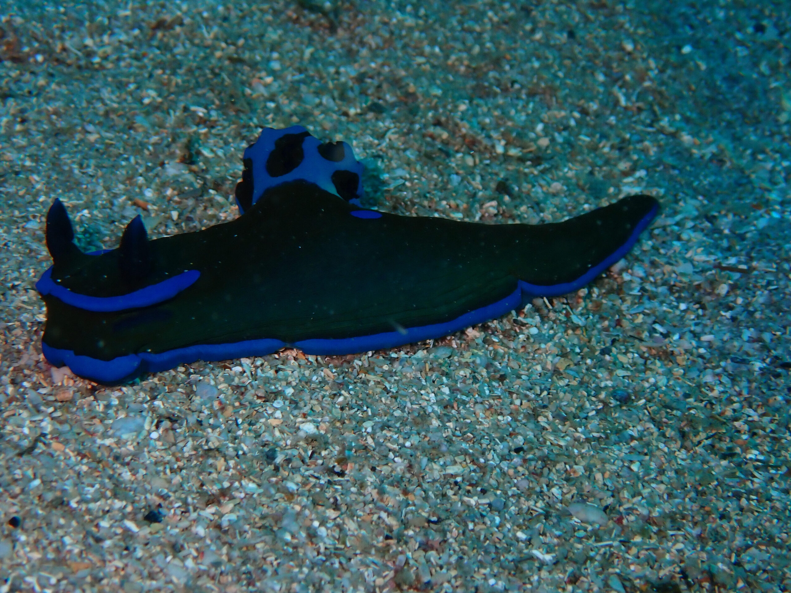 ウミウシ in 白浜