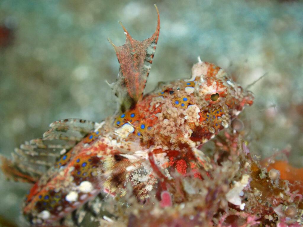 体表に青い斑点があり、岩場に擬態して静止する小型の底生魚の水中写真