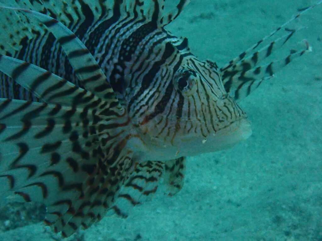 砂地でヒレを大きく広げながら静止する模様の派手な魚が映っている水中写真