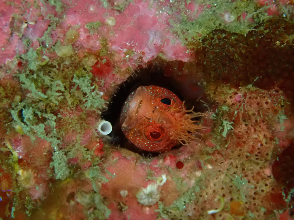 岩の穴から顔を覗かせ、冠のような突起を持つ小型の魚がこちらを見ている水中写真