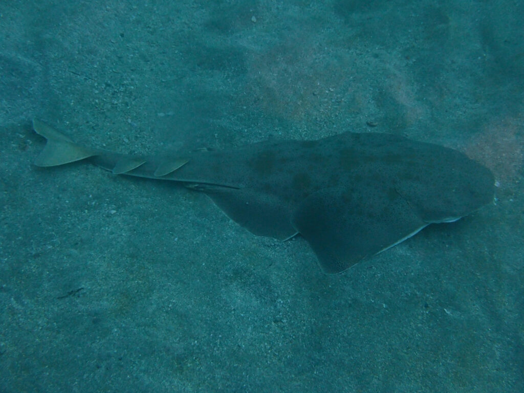 砂地に身体を沈めて休むように横たわるサメが映っている水中写真