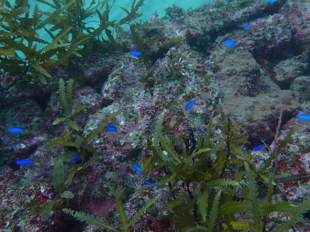 岩場と海藻の周りを、青く鮮やかな小型の魚たちが群れ泳いでいる水中写真