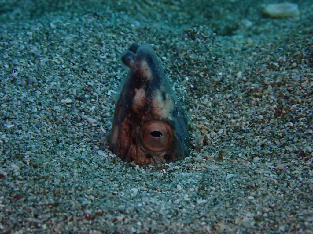 砂に潜り、頭だけを出して周囲を伺う細長い魚が映っている水中写真