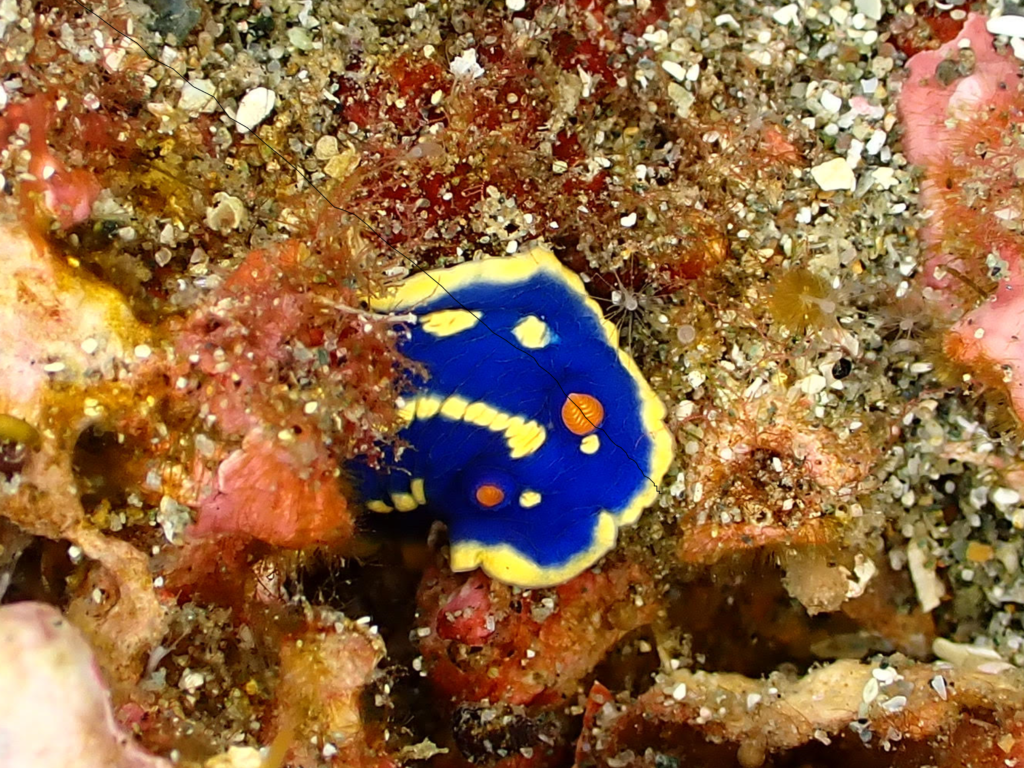 真冬の日本海・佐渡で撮影したアオウミウシ