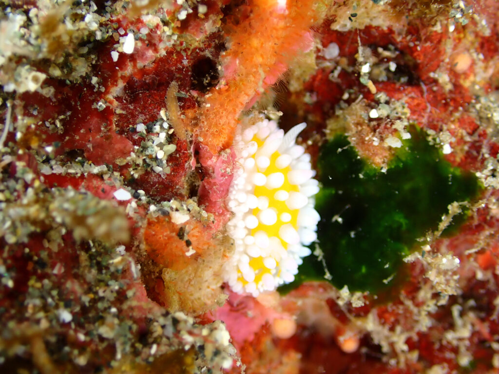 真冬の日本海・佐渡で撮影したイガグリウミウシ