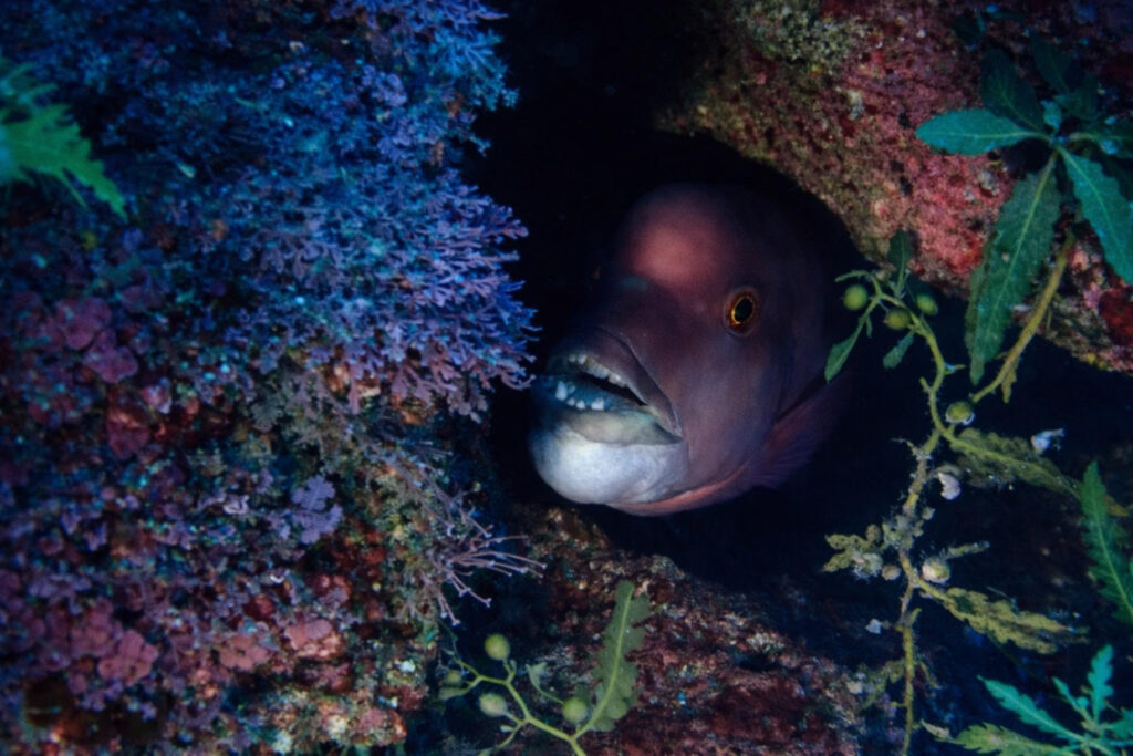 真冬の日本海・佐渡で撮影したコブダイ