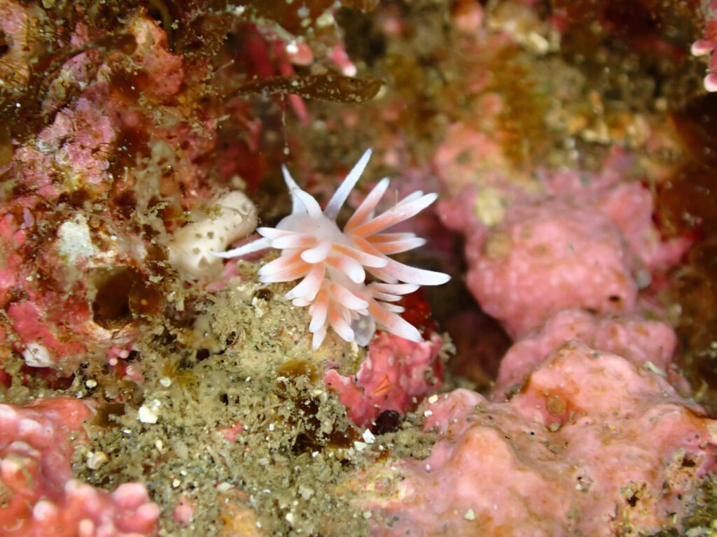 真冬の日本海・佐渡で撮影したサクラミノウミウシ