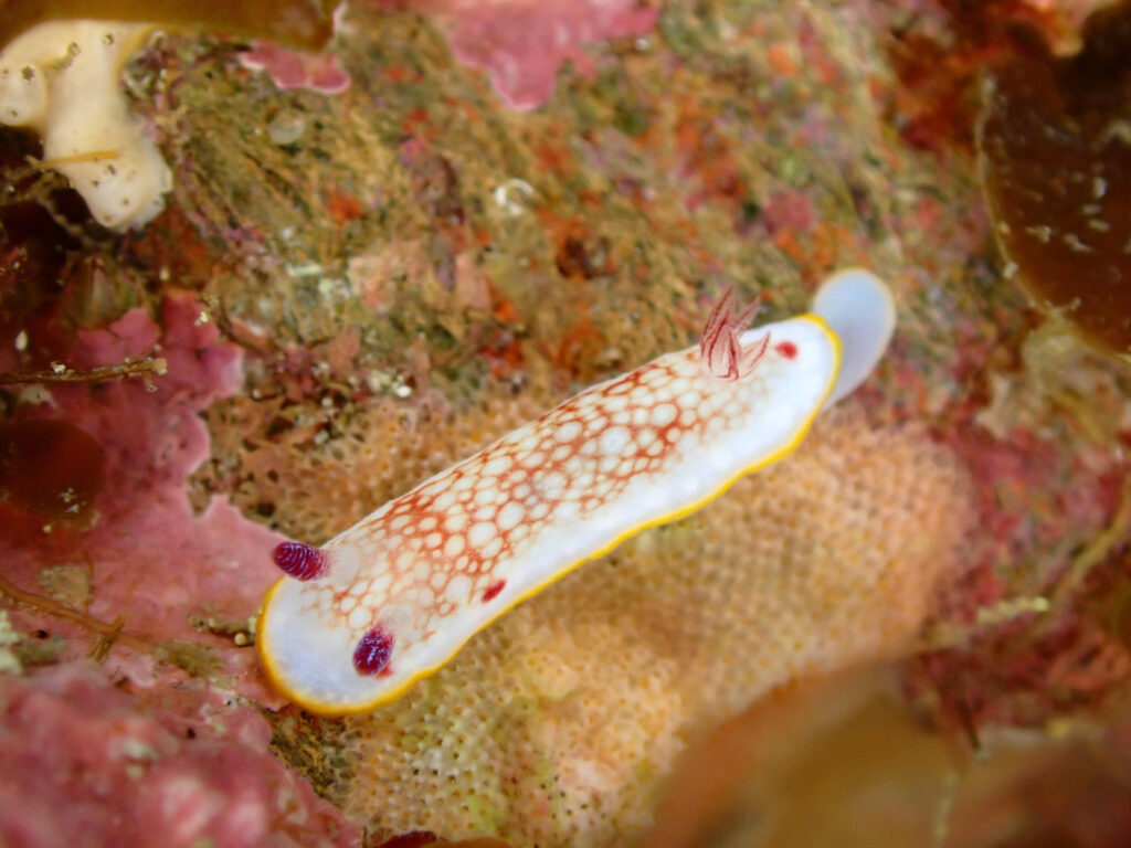 真冬の日本海・佐渡で撮影したサラサウミウシ