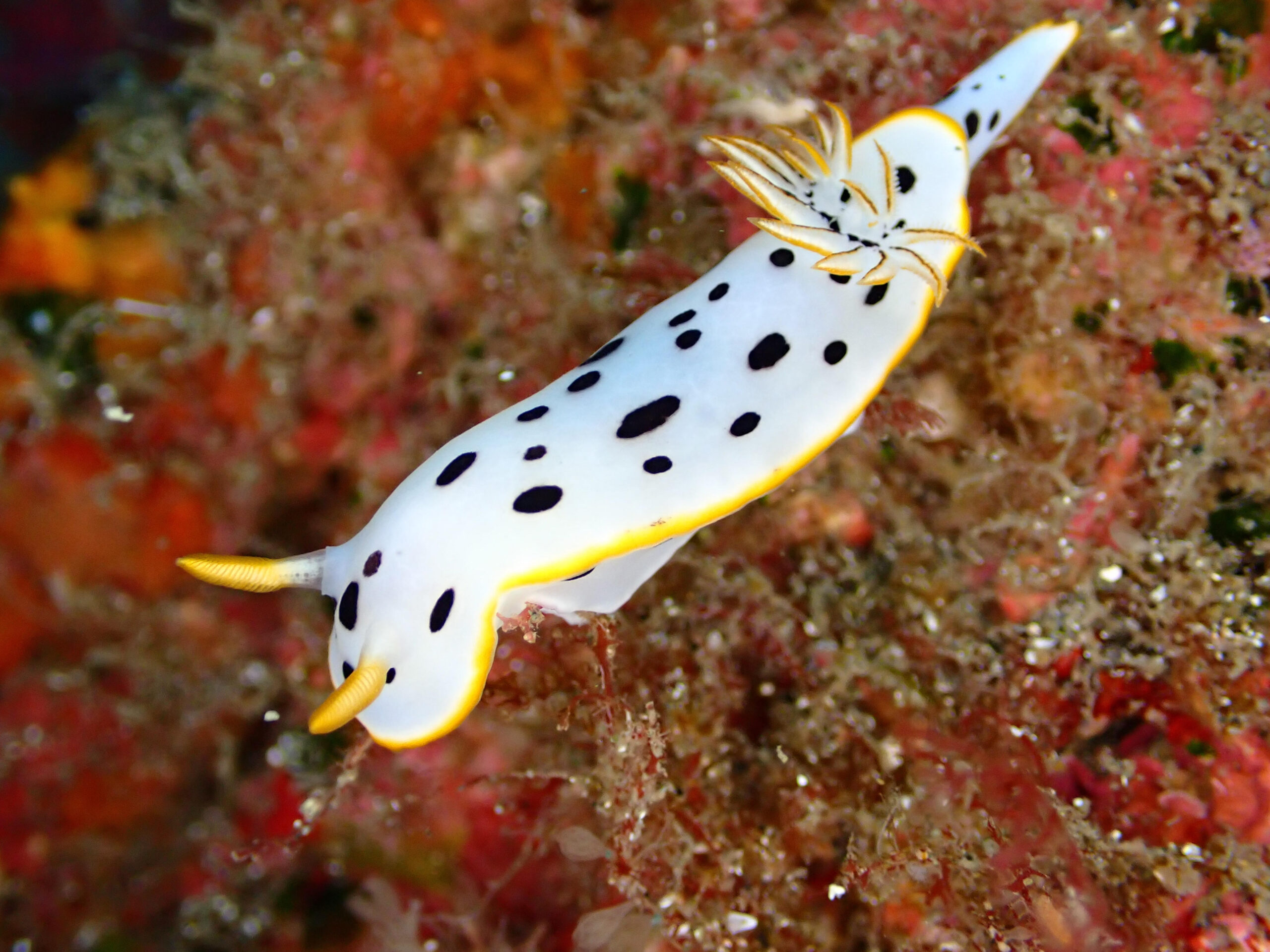 真冬の日本海・佐渡で撮影したシロウミウシ