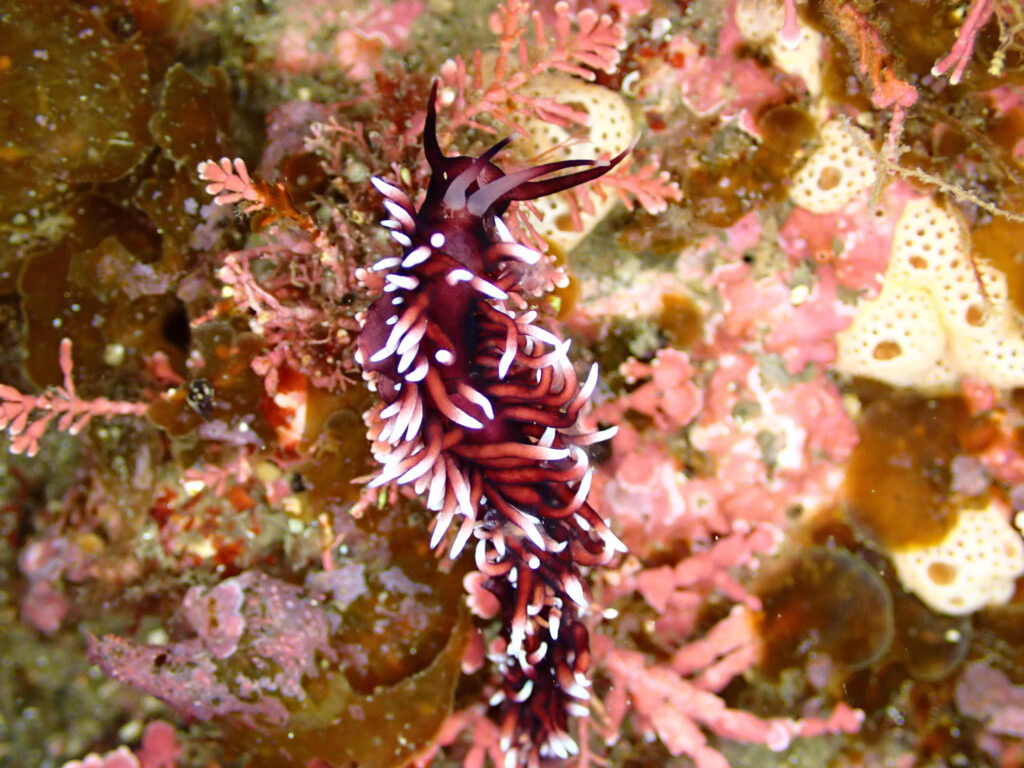 真冬の日本海・佐渡で撮影したスミゾメミノウミウシ