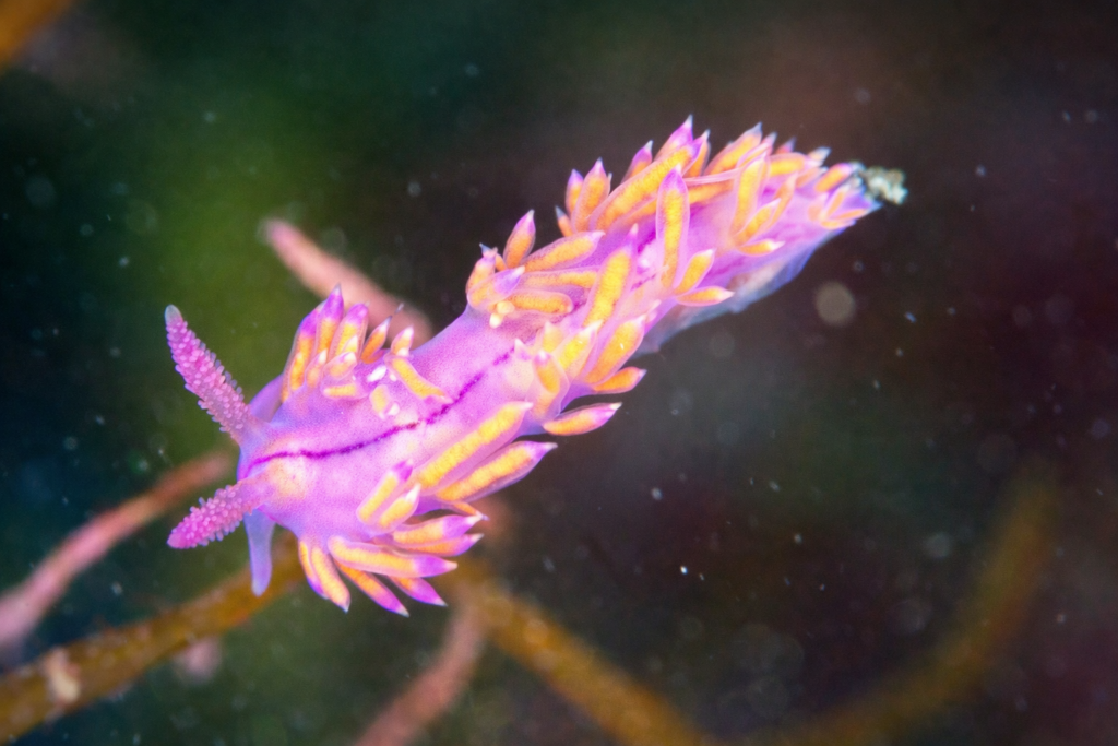 真冬の日本海・佐渡で撮影したセスジミノウミウシ