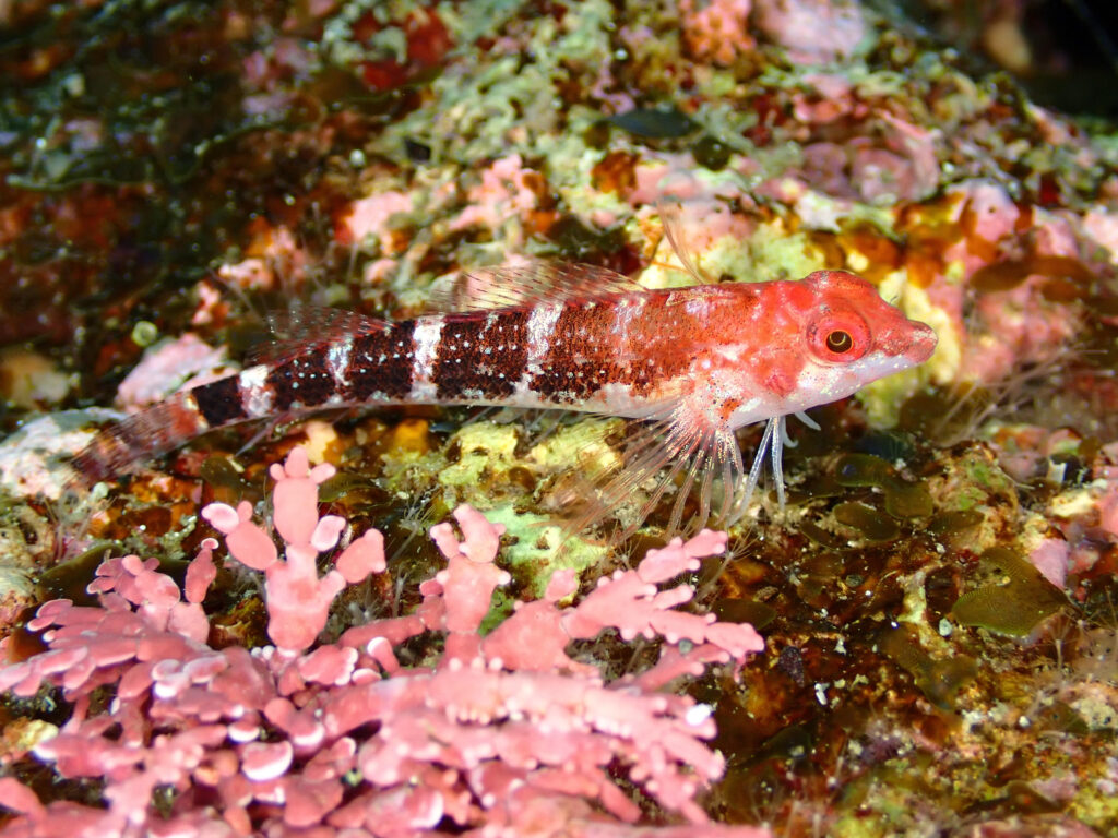 真冬の日本海・佐渡で撮影したヘビギンポ