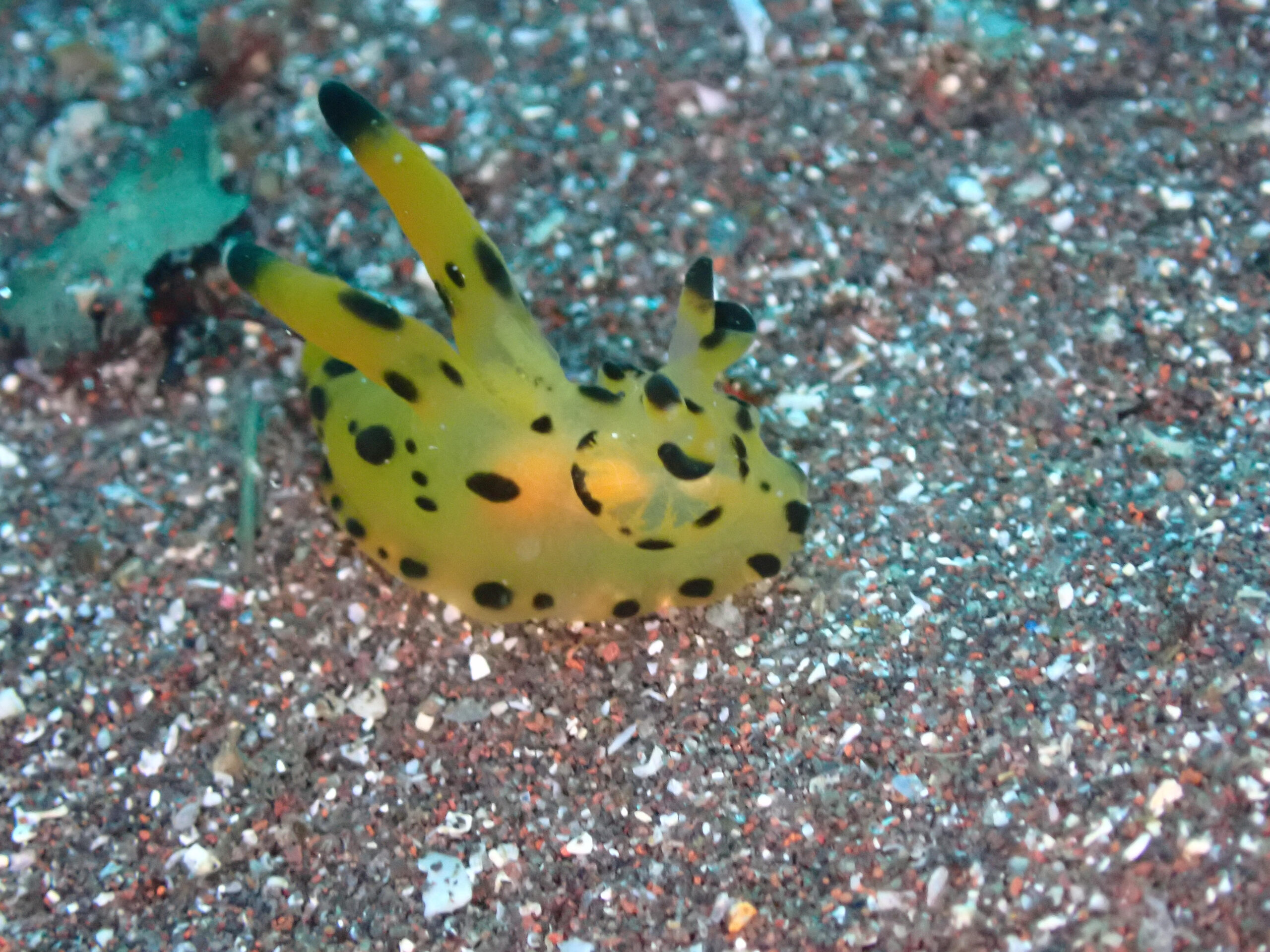 大瀬崎のカンナツノザヤウミウシ