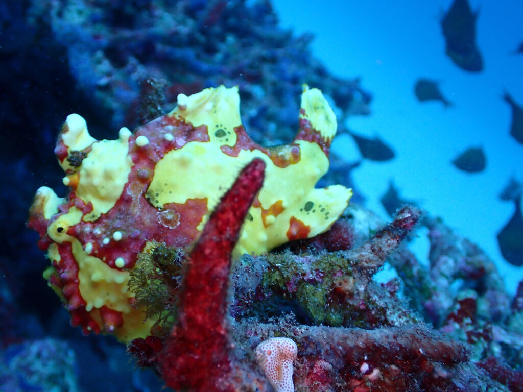 クマドリカエルアンコウ in 瀬底