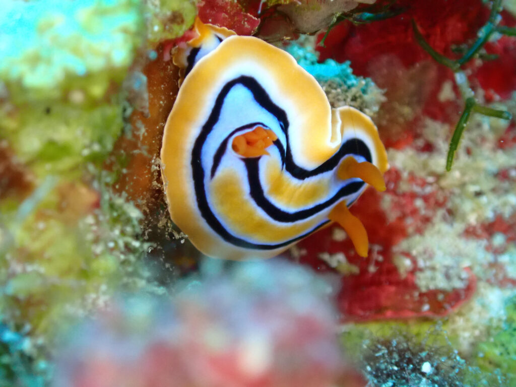 コール or アンナウミウシ in 瀬底