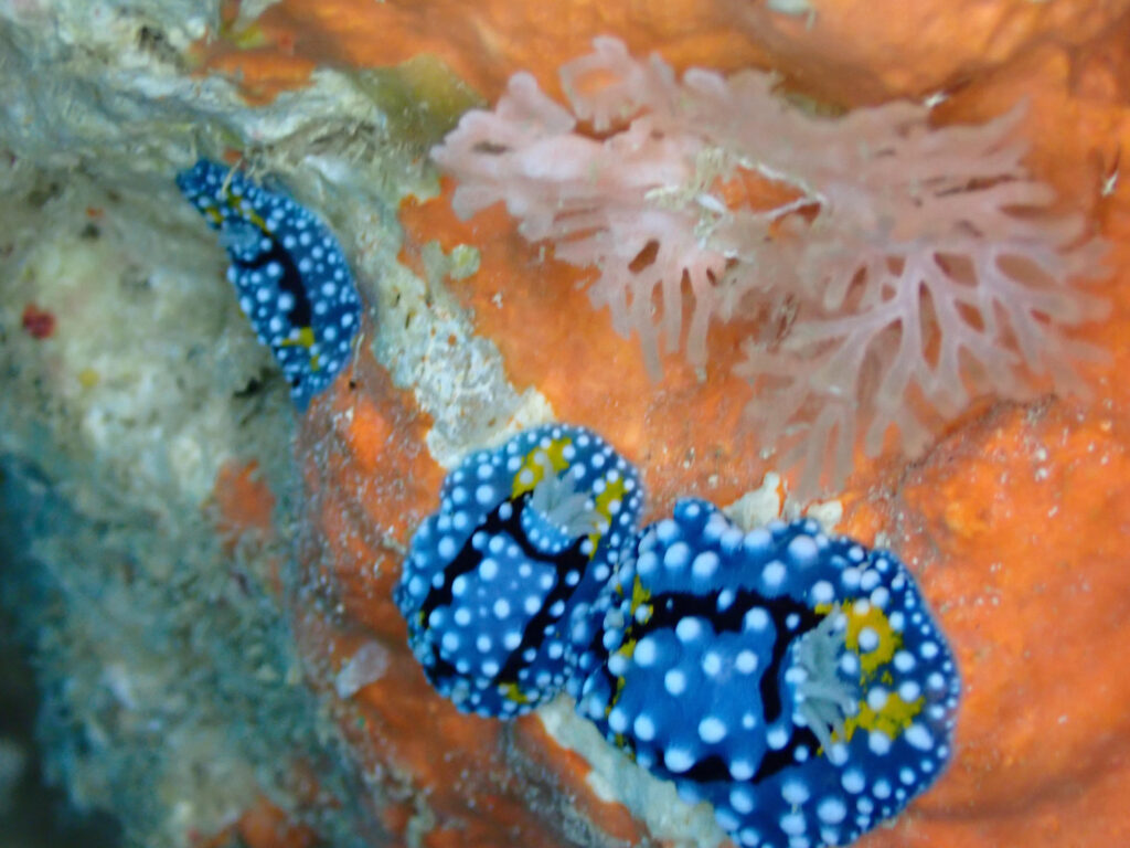 シモフリカメサンウミウシ in ゴリチョ