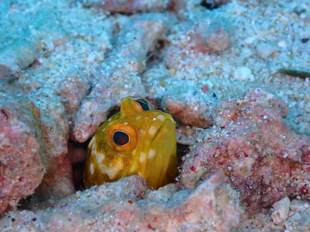 ジョーフッシュ in ゴリチョ