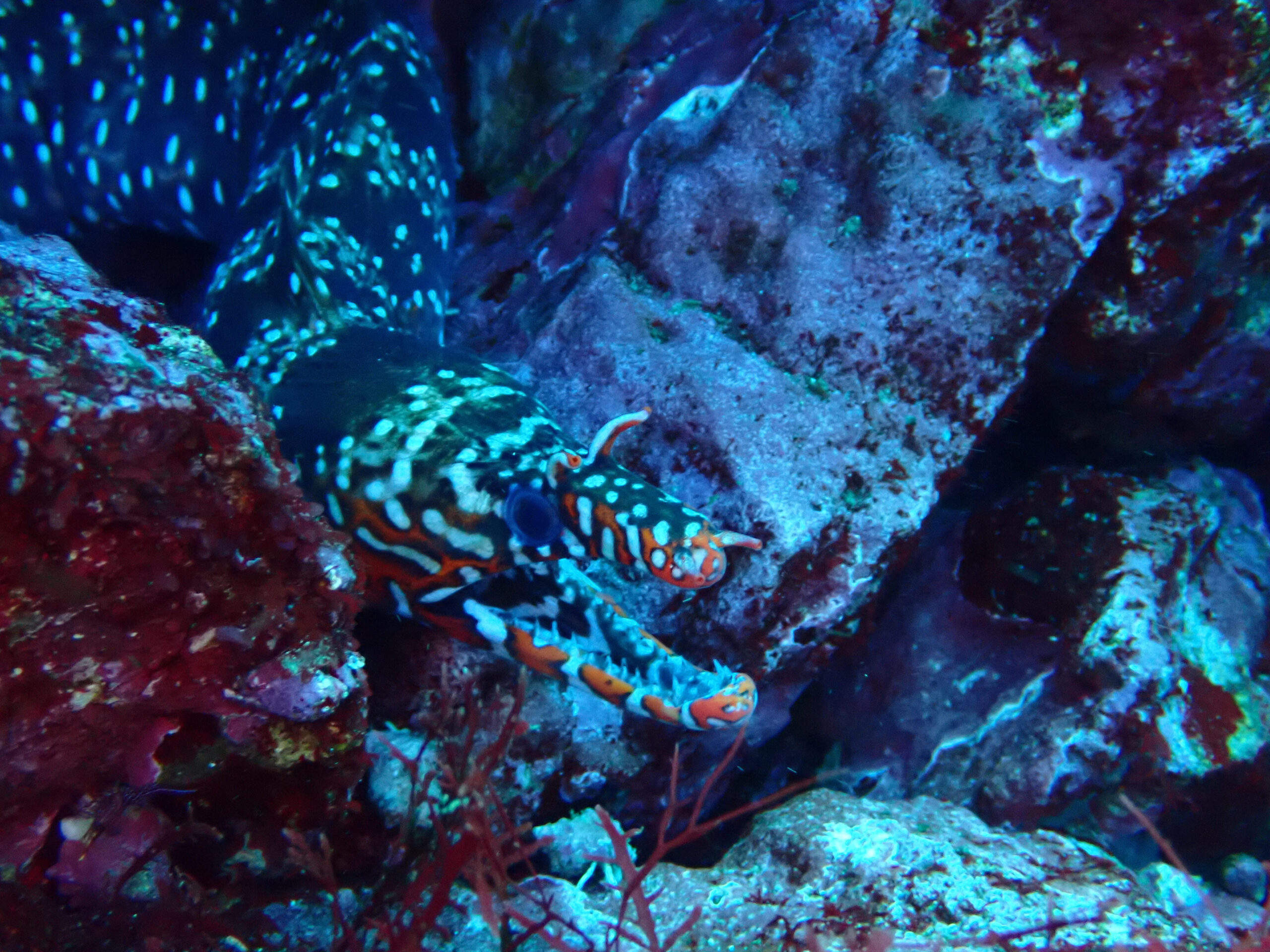 伊豆海洋公園でドリフトダイビング中に撮影したトラウツボの水中写真