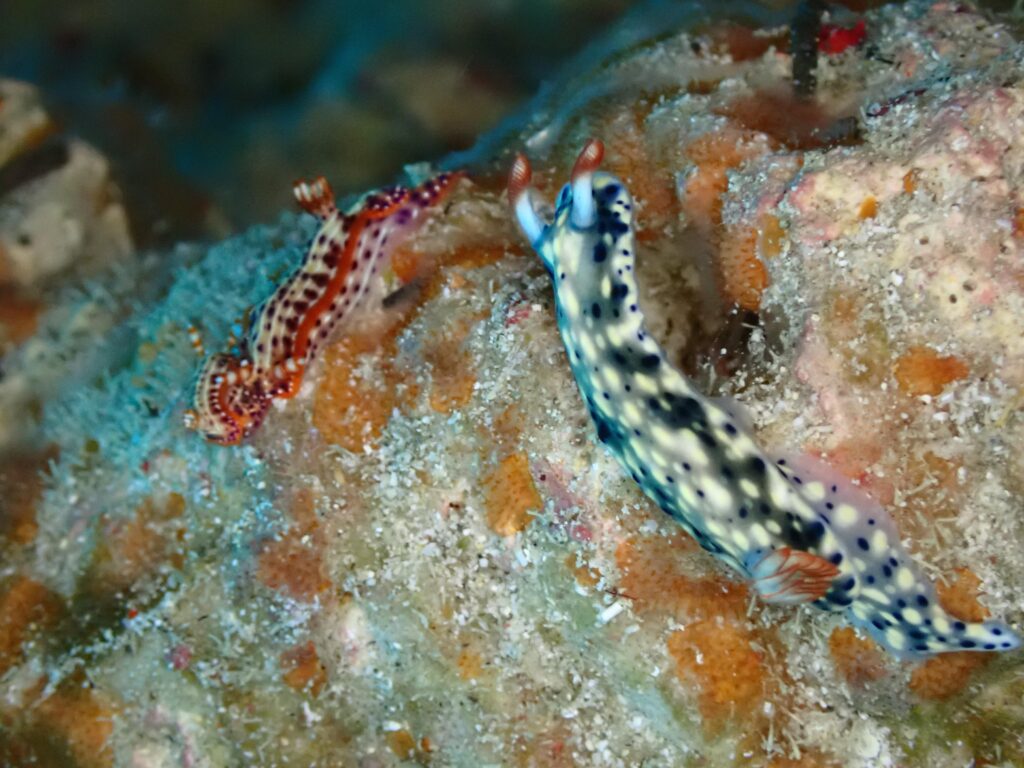 ニヨリセンテンイロウミウシ and ホシゾラウミウシ in ゴリチョ