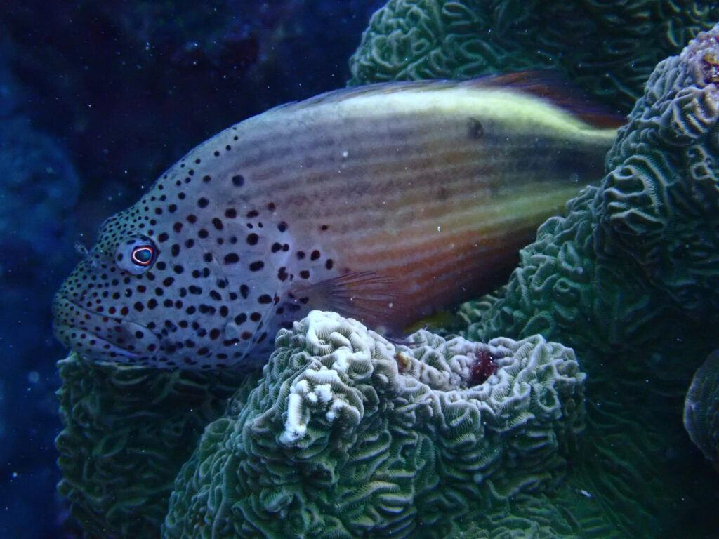 ホシゴンべ in 瀬底