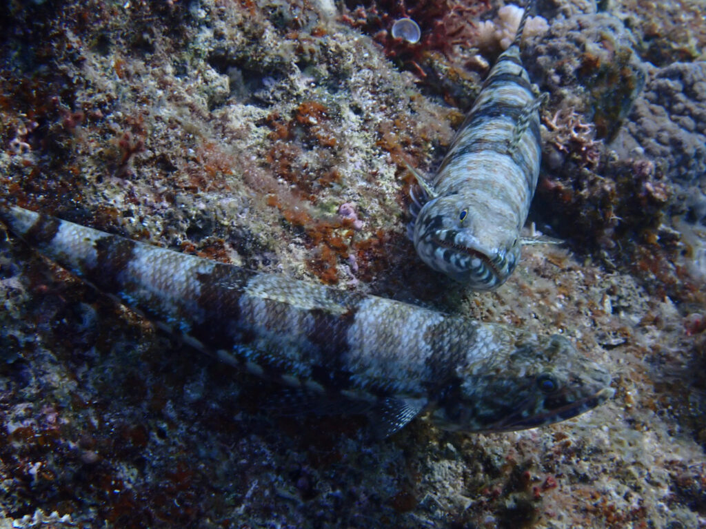 アカエソ in 瀬底