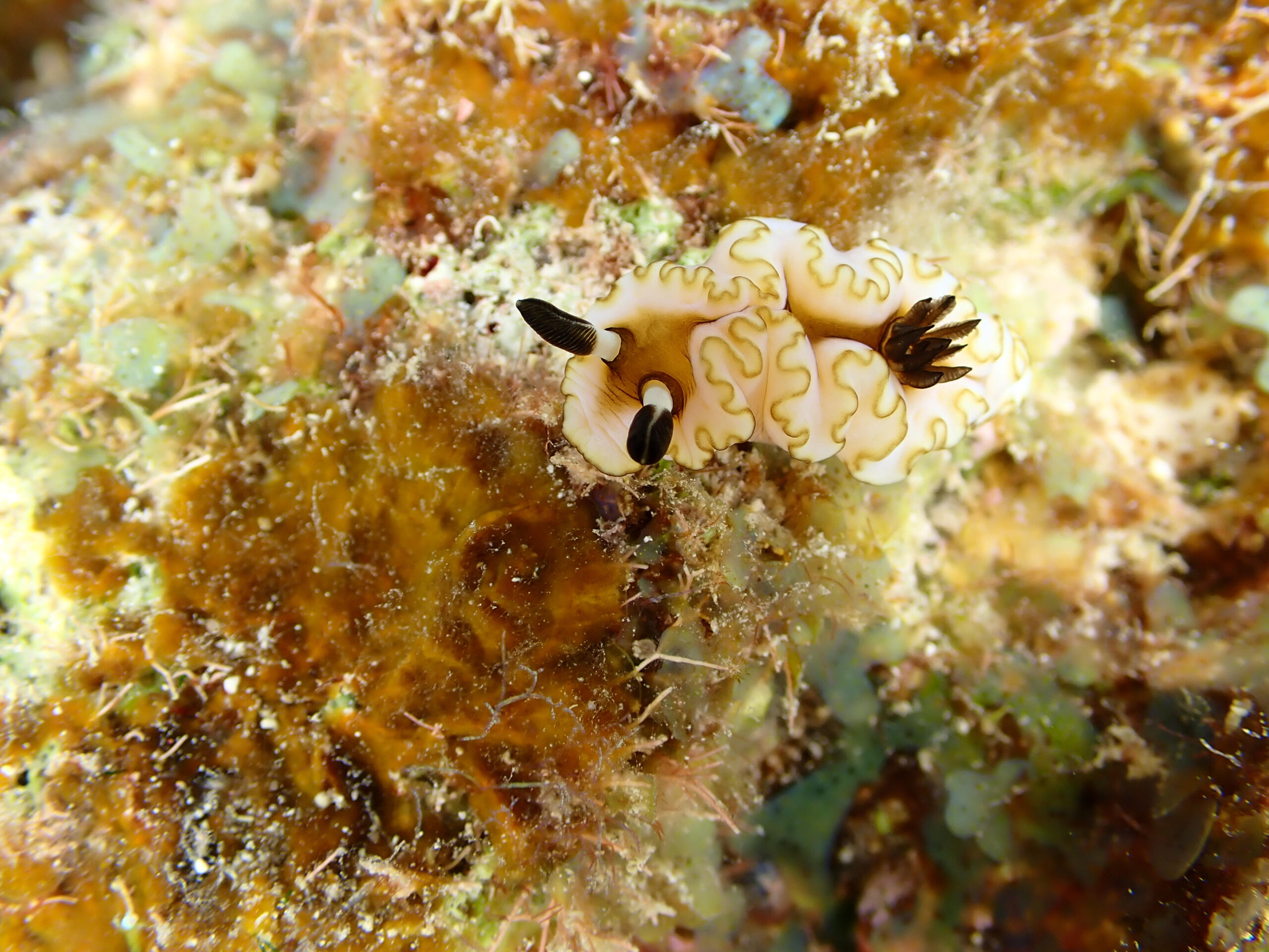 キイロウミウシ in 宮古