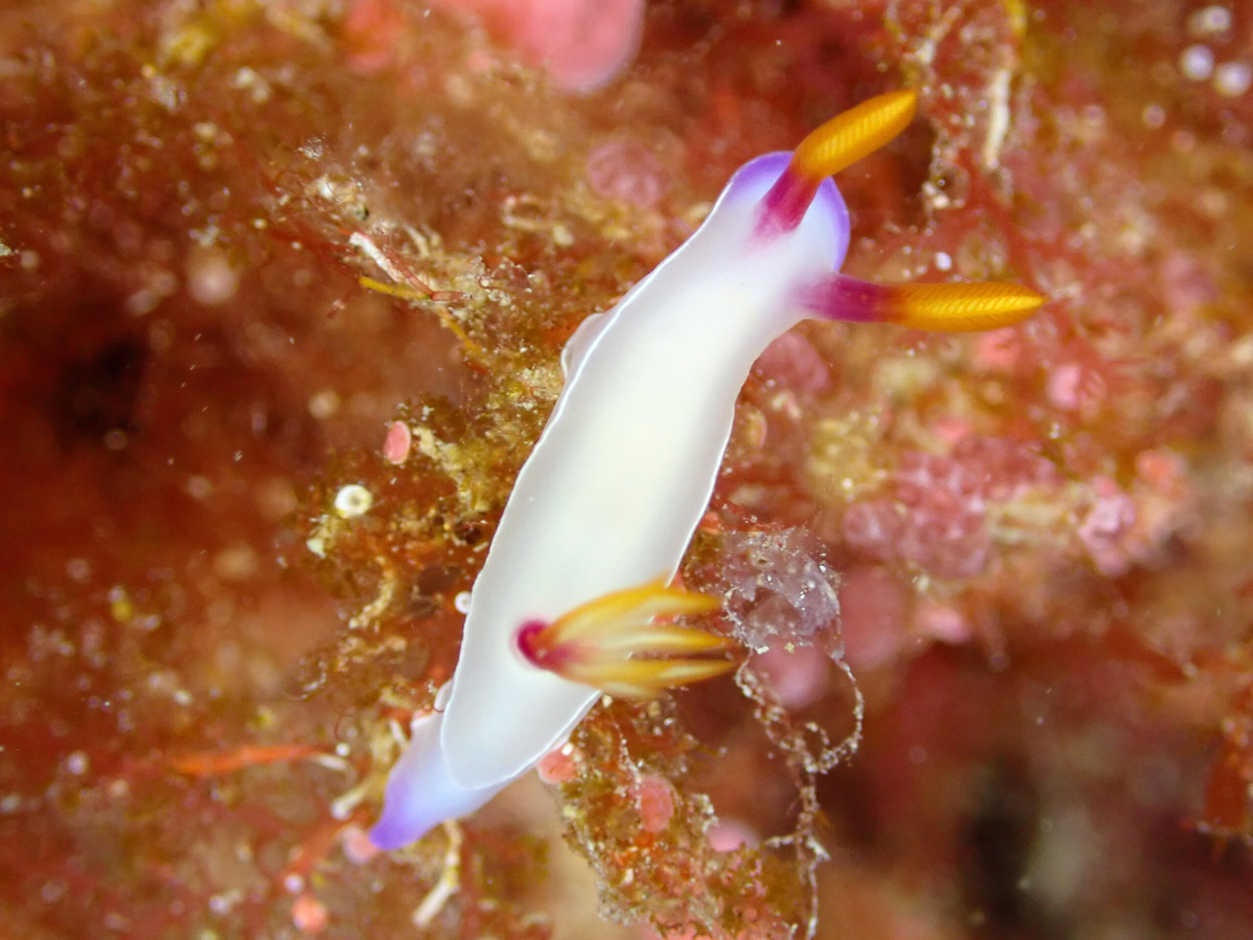 ゾウゲイロウミウシ in 神山島